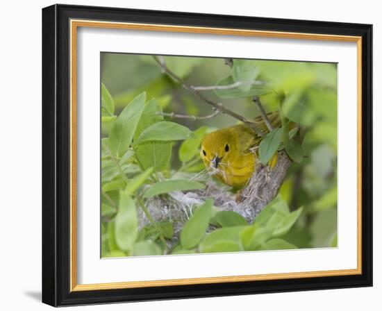 Yellow Warbler Male Building Nest,  Pt. Pelee National Park, Ontario, Canada-Arthur Morris-Framed Photographic Print