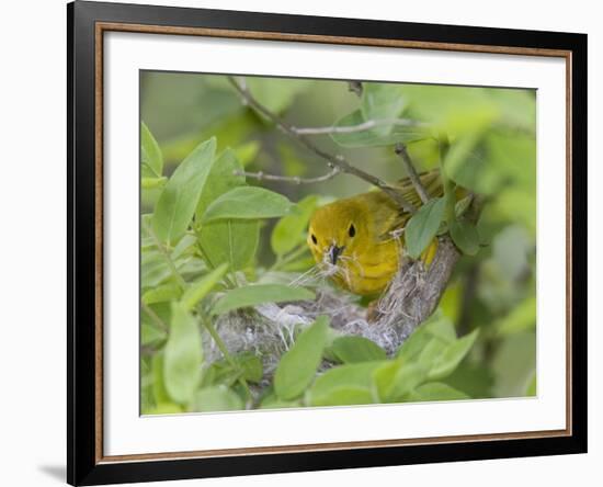 Yellow Warbler Male Building Nest,  Pt. Pelee National Park, Ontario, Canada-Arthur Morris-Framed Photographic Print