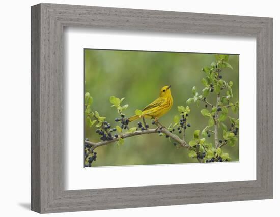 Yellow Warbler male perched on Elbow bush Hill Country, Texas, USA-Rolf Nussbaumer-Framed Photographic Print