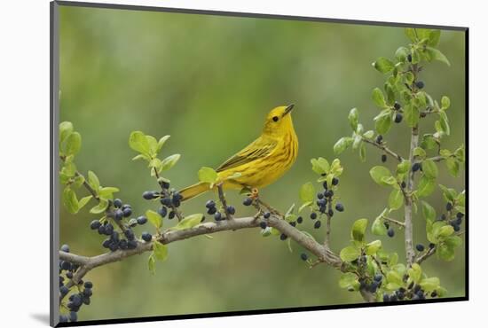 Yellow Warbler male perched on Elbow bush Hill Country, Texas, USA-Rolf Nussbaumer-Mounted Photographic Print