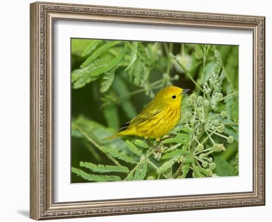 Yellow Warbler, Male, South Padre Island, Texas, USA-Rolf Nussbaumer-Framed Photographic Print