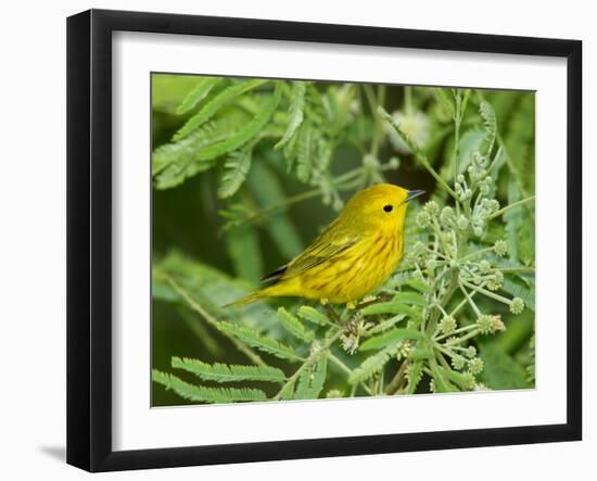 Yellow Warbler, Male, South Padre Island, Texas, USA-Rolf Nussbaumer-Framed Photographic Print
