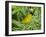 Yellow Warbler, Male, South Padre Island, Texas, USA-Rolf Nussbaumer-Framed Photographic Print