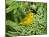Yellow Warbler, Male, South Padre Island, Texas, USA-Rolf Nussbaumer-Mounted Photographic Print