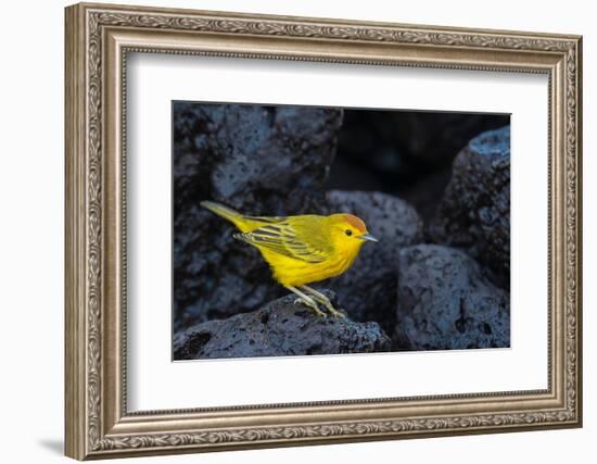 Yellow warbler on lava rocks, Galapagos-John Shaw-Framed Photographic Print