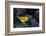 Yellow warbler on lava rocks, Galapagos-John Shaw-Framed Photographic Print