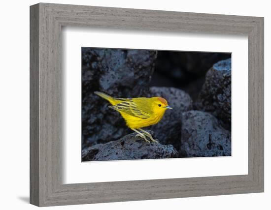 Yellow warbler on lava rocks, Galapagos-John Shaw-Framed Photographic Print