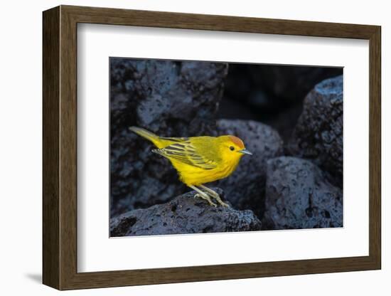 Yellow warbler on lava rocks, Galapagos-John Shaw-Framed Photographic Print