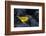 Yellow warbler on lava rocks, Galapagos-John Shaw-Framed Photographic Print