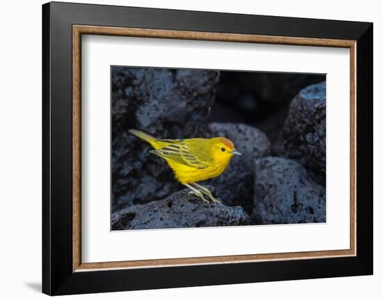 Yellow warbler on lava rocks, Galapagos-John Shaw-Framed Photographic Print