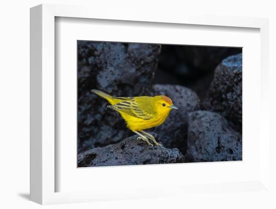 Yellow warbler on lava rocks, Galapagos-John Shaw-Framed Photographic Print