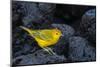 Yellow warbler on lava rocks, Galapagos-John Shaw-Mounted Photographic Print