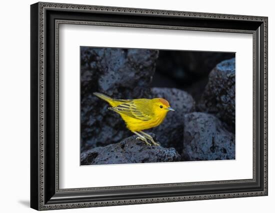 Yellow warbler on lava rocks, Galapagos-John Shaw-Framed Photographic Print