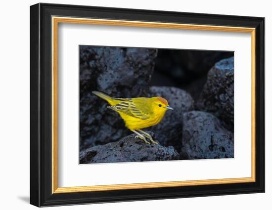 Yellow warbler on lava rocks, Galapagos-John Shaw-Framed Photographic Print