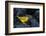 Yellow warbler on lava rocks, Galapagos-John Shaw-Framed Photographic Print