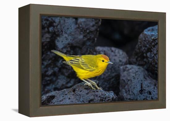 Yellow warbler on lava rocks, Galapagos-John Shaw-Framed Premier Image Canvas