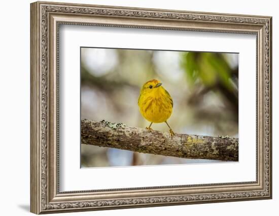 Yellow warbler. San Cristobal Island, Galapagos Islands, Ecuador-Adam Jones-Framed Photographic Print