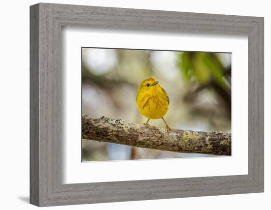 Yellow warbler. San Cristobal Island, Galapagos Islands, Ecuador-Adam Jones-Framed Photographic Print