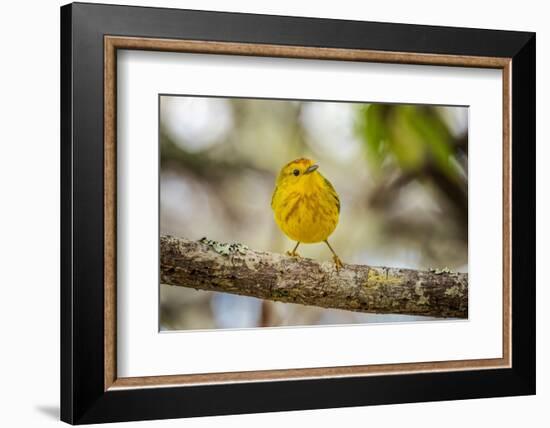 Yellow warbler. San Cristobal Island, Galapagos Islands, Ecuador-Adam Jones-Framed Photographic Print