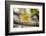 Yellow warbler. San Cristobal Island, Galapagos Islands, Ecuador-Adam Jones-Framed Photographic Print