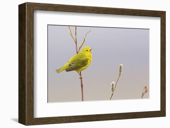 Yellow Warbler Singing-Ken Archer-Framed Photographic Print