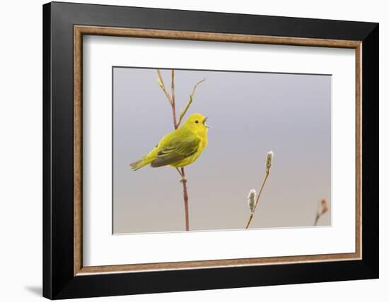 Yellow Warbler Singing-Ken Archer-Framed Photographic Print