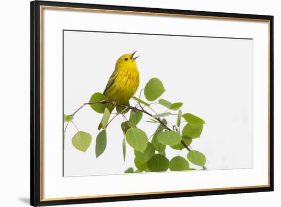 Yellow Warbler singing-Ken Archer-Framed Premium Photographic Print