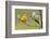 Yellow Warbler-Ken Archer-Framed Photographic Print