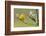 Yellow Warbler-Ken Archer-Framed Photographic Print