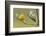 Yellow Warbler-Ken Archer-Framed Photographic Print