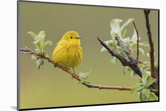 Yellow Warbler-Ken Archer-Mounted Photographic Print