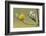 Yellow Warbler-Ken Archer-Framed Photographic Print