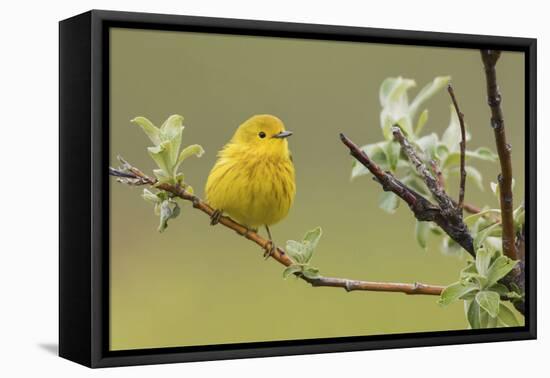 Yellow Warbler-Ken Archer-Framed Premier Image Canvas