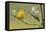 Yellow Warbler-Ken Archer-Framed Premier Image Canvas