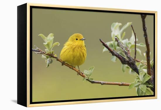 Yellow Warbler-Ken Archer-Framed Premier Image Canvas