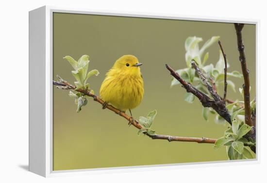 Yellow Warbler-Ken Archer-Framed Premier Image Canvas