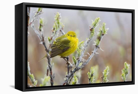 Yellow Warbler-Ken Archer-Framed Premier Image Canvas