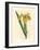 Yellow Water Flag, Iris Pseudocorus-James Sowerby-Framed Giclee Print