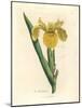 Yellow Water Flag, Iris Pseudocorus-James Sowerby-Mounted Giclee Print