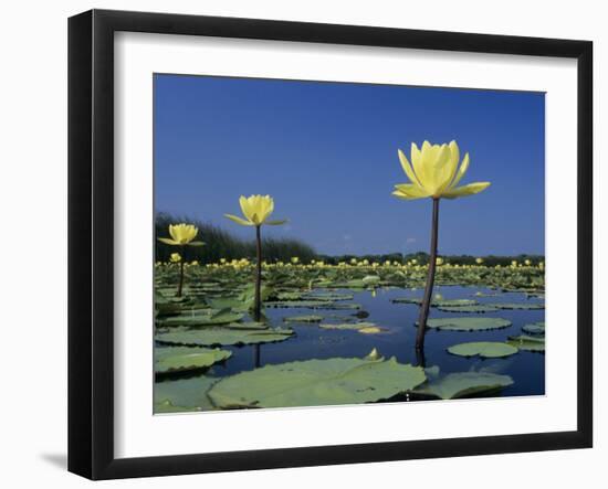 Yellow Water Lilies, in Bloom on Lake, Welder Wildlife Refuge, Sinton, Texas, USA-Rolf Nussbaumer-Framed Photographic Print