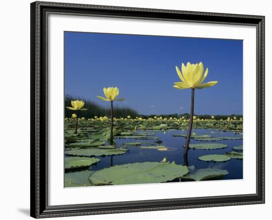 Yellow Water Lilies, in Bloom on Lake, Welder Wildlife Refuge, Sinton, Texas, USA-Rolf Nussbaumer-Framed Photographic Print