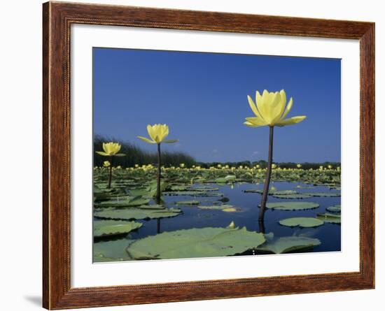 Yellow Water Lilies, in Bloom on Lake, Welder Wildlife Refuge, Sinton, Texas, USA-Rolf Nussbaumer-Framed Photographic Print