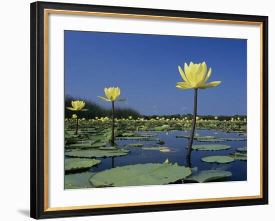 Yellow Water Lilies, in Bloom on Lake, Welder Wildlife Refuge, Sinton, Texas, USA-Rolf Nussbaumer-Framed Photographic Print