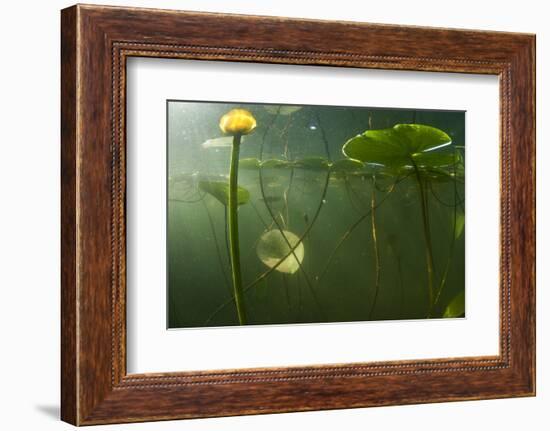 Yellow Water Lilies (Nuphar Lutea) Viewed from Underwater, Lake Skadar, Lake Skadar Np, Montenegro-Radisics-Framed Photographic Print