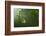 Yellow Water Lilies (Nuphar Lutea) Viewed from Underwater, Lake Skadar, Lake Skadar Np, Montenegro-Radisics-Framed Photographic Print