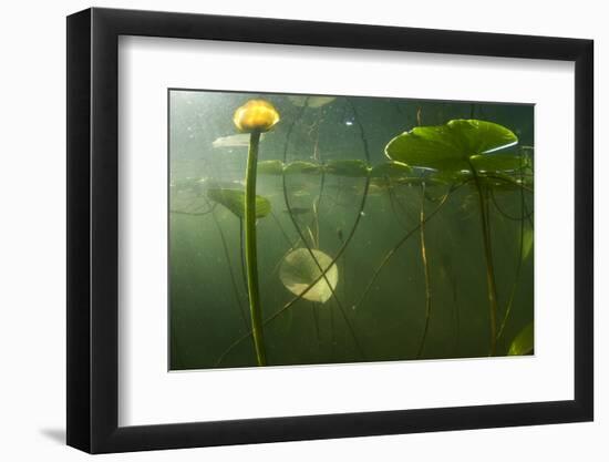 Yellow Water Lilies (Nuphar Lutea) Viewed from Underwater, Lake Skadar, Lake Skadar Np, Montenegro-Radisics-Framed Photographic Print