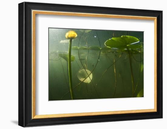 Yellow Water Lilies (Nuphar Lutea) Viewed from Underwater, Lake Skadar, Lake Skadar Np, Montenegro-Radisics-Framed Photographic Print