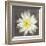 Yellow Water Lily-Erin Clark-Framed Giclee Print