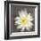 Yellow Water Lily-Erin Clark-Framed Giclee Print