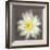 Yellow Water Lily-Erin Clark-Framed Giclee Print